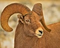 Big Horn Sheep, Winter, Wyoming. Royalty Free Stock Photo