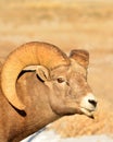 Big Horn Sheep, Winter, Wyoming. Royalty Free Stock Photo