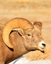 Big Horn Sheep, Winter, Wyoming. Royalty Free Stock Photo