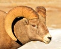 Big Horn Sheep, Winter, Wyoming. Royalty Free Stock Photo