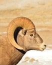 Big Horn Sheep, Winter, Wyoming. Royalty Free Stock Photo