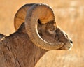 Big Horn Sheep, Winter, Wyoming. Royalty Free Stock Photo
