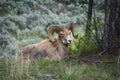 Big Horn Sheep, Yellowstone National Park, WY Royalty Free Stock Photo