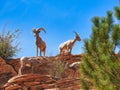 Big Horn Sheep at Zion National Park Royalty Free Stock Photo