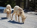 Big horn sheeps Royalty Free Stock Photo