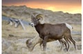 Big Horn on Trail Ridge Royalty Free Stock Photo