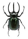 Big horned beetle Royalty Free Stock Photo
