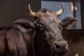 Big horned brown cow standing in stall