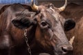 Big horned brown cow standing in stall