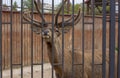 A big horned deer is looking at the camera through a cage in a zoo Royalty Free Stock Photo