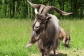 Big horned goat outdoors Royalty Free Stock Photo