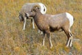 Big-Horned Sheep Royalty Free Stock Photo