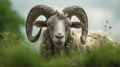 Big horned sheep, closeup, in meadow.