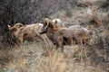 Big Horned Sheep Male Climbing Royalty Free Stock Photo