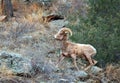 Big Horned Sheep Male Climbing Royalty Free Stock Photo