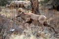 Big Horned Sheep Male Climbing Royalty Free Stock Photo