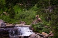 A Big horned Sheep posing in front of a waterfall