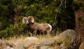 Big Horned Sheep In Rocky Mountain NPS Royalty Free Stock Photo