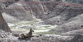 Big horned sheep wearing a radio tracking collar. Royalty Free Stock Photo