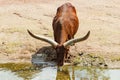 A big horned Watusi cow drinking in a pond Royalty Free Stock Photo