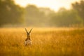 Big horned wild male blackbuck or antilope cervicapra or Indian antelope in early morning golden hour light at grass field Royalty Free Stock Photo