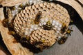 Nest of European hornets Vespa crabro Royalty Free Stock Photo