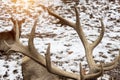 Big horns of maral in nature. Siberian stag Royalty Free Stock Photo