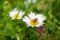 Big horsefly on a daisy flower