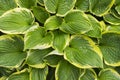Big Hosta Or Funkia Leaf After Rain. Waterdrops on hosta Golden Tiara leaves Royalty Free Stock Photo