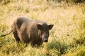 Big Household Black Pig In Fresh Green Grass In Farm. Pig Farming Is Raising And Breeding Of Domestic Pigs. It Is A