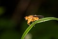 Big hover fly? Royalty Free Stock Photo