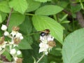 Big hoverfly white blossom of a blackberry bush