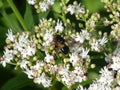 Big hoverfly white blossom of an elder flower bush