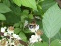 Big hoverfly white blossom of a blackberry bush