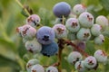 Big huckleberries and green leaves in the green garden Royalty Free Stock Photo
