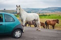 Big and huge beautiful white horse versus car on mountain Royalty Free Stock Photo