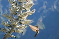 Big Hummingbird Approching Puya Weberbaueri Flower at Colca Canyon in Arequipa Region, Peru