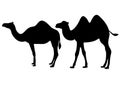 Big and humped camels in the set