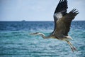 Big hungry crane bird with opened wigs flying over the big blue ocean Royalty Free Stock Photo