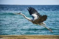 Big hungry crane bird with opened wigs flying over the big blue ocean Royalty Free Stock Photo