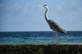 Big hungry crane bird standing on a pier Royalty Free Stock Photo