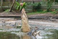 Big hungry crocodile jumping to catch chicken meat during feeding time at the mini zoo crocodile farm