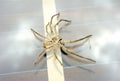 Big huntsman spider Royalty Free Stock Photo