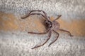 Big Huntsman Spider closeup. Royalty Free Stock Photo
