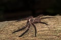 Big huntsman spider on tree Madagascar Royalty Free Stock Photo