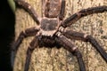 Big huntsman spider on tree Madagascar Royalty Free Stock Photo