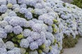 Big hydrangea macrophylia plants with pale colored flowers Royalty Free Stock Photo