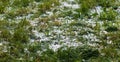 Big ice hail on green grass