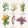 Big icon set of popular culinary herbs. realistic style. Royalty Free Stock Photo