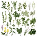 Big icon set of popular culinary herbs. realistic style. Royalty Free Stock Photo